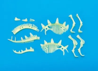 Stegosaurus Σκελετός Φωσφορίζων Στο Σκοτάδι - Image 3