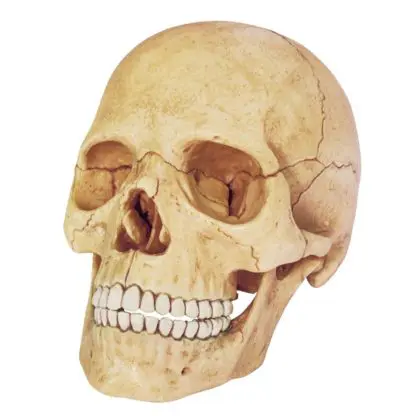 4D Human Anatomy - Exploded Skull