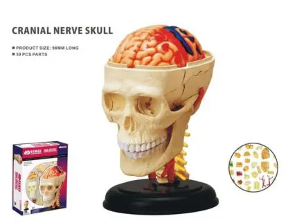 Human Anatomy Cranial Nerve Skull
