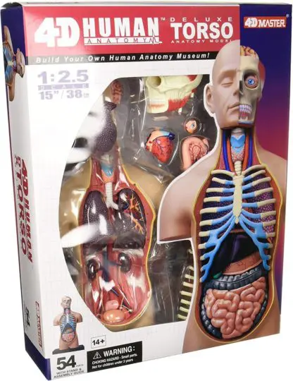 Human Anatomy Torso Deluxe 54pcs 40cm