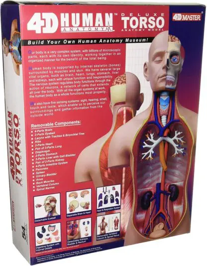Human Anatomy Torso Deluxe 54pcs 40cm - Image 3