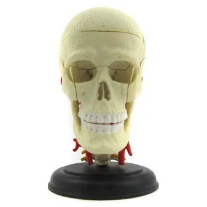 Human Anatomy Cranial Nerve Skull - Image 3
