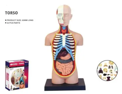 Human Anatomy Torso 32pcs 13cm