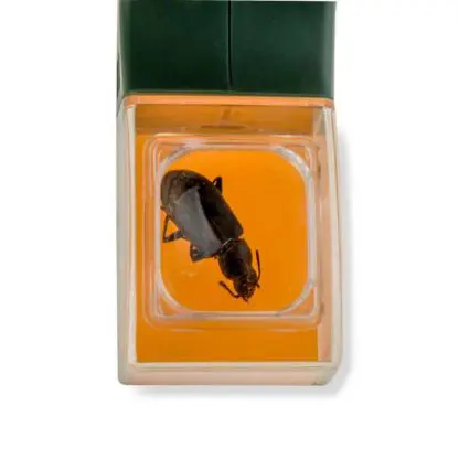 Kids BugView™ Magnifier and Quick-Release Bug Catching Tool - Image 5