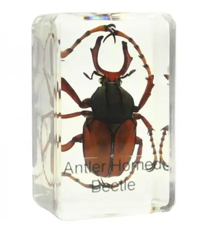 Stag beetle prepared slide