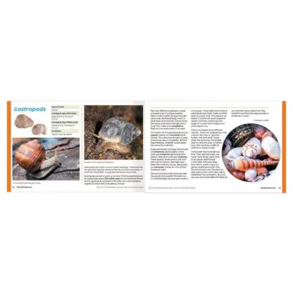Dig & Display Fossil Kit - Image 3