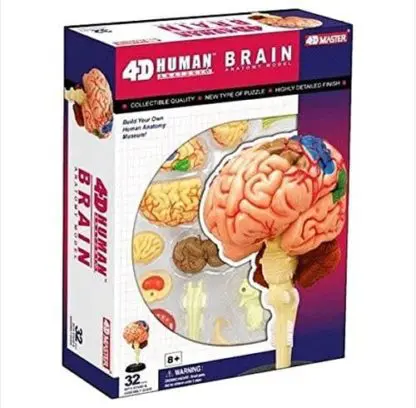Human Anatomy Brain