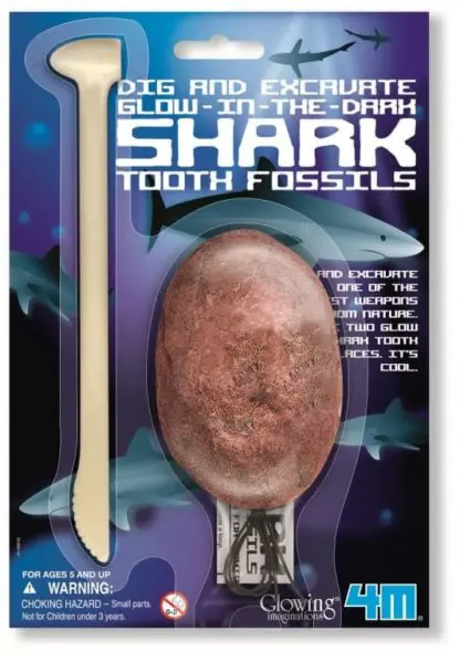 Egg Excavation Tooth Sharks
