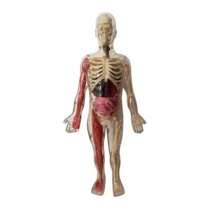 My Activity Box Set - Discovering the Ηuman Βody - Image 3