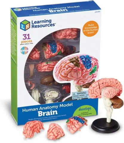 Anatomy Model - Brain - Image 4