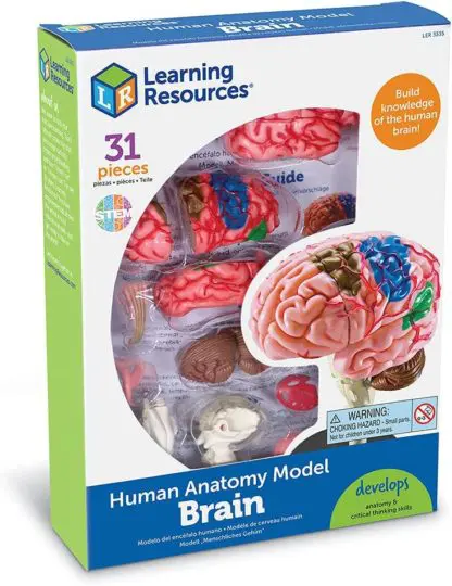 Anatomy Model - Brain