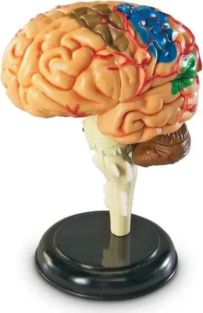 Anatomy Model - Brain - Image 3
