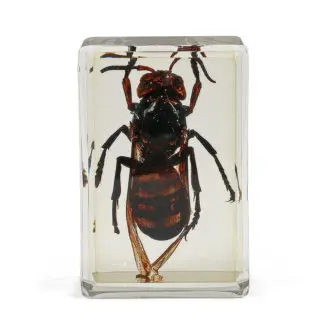 Prepared Slide Asian Giant Hornet