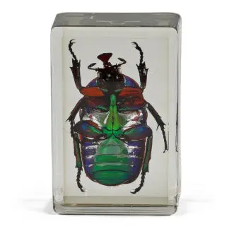 Prepared Slide Green Ladybird