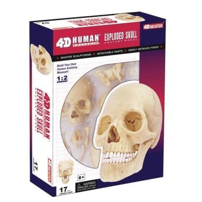 4D Human Anatomy - Exploded Skull - Image 2