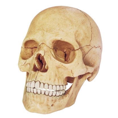 4D Human Anatomy - Exploded Skull