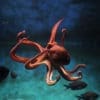 Φακός Kαι Προτζέκτορας Θαλάσσια Ζώα - Image 6