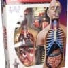 Human Anatomy Torso Deluxe 54pcs 40cm