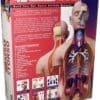 Human Anatomy Torso Deluxe 54pcs 40cm - Image 3