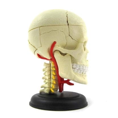 Human Anatomy Cranial Nerve Skull 39pcs - Image 2