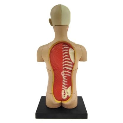 Human Anatomy Torso 32pcs 13cm - Image 2