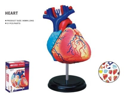 Human Anatomy Heart