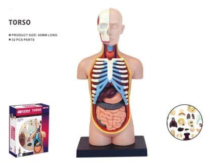 Human Anatomy Torso 32pcs 13cm