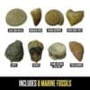 Geosafari® Fossil Excavation Kit - Image 4