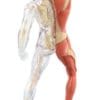 Human Anatomy Muscle & Skeleton - Image 2