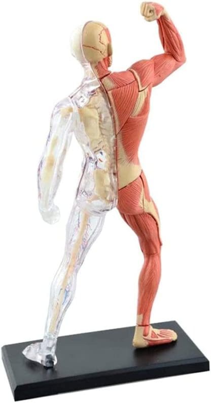 Human Anatomy Muscle & Skeleton - Image 2