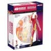 Human Anatomy Muscle & Skeleton