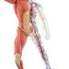 Human Anatomy Muscle & Skeleton - Image 3