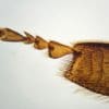 Μικροσκόπιο περιπέτειας εξωτερικού χώρου - Image 7