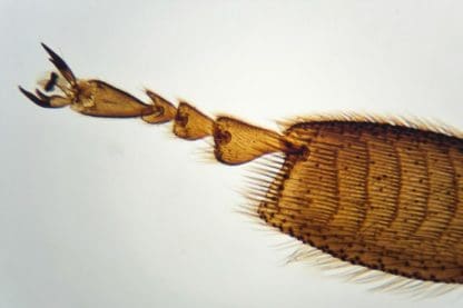 Outdoor Adventure Microscope - Image 7